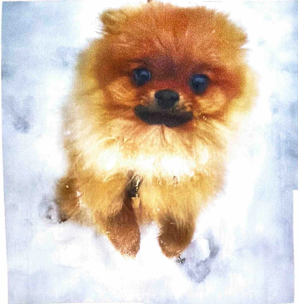 Puppy Grizzly faces the camera in fresh white snow, his orange coat glowing against it.