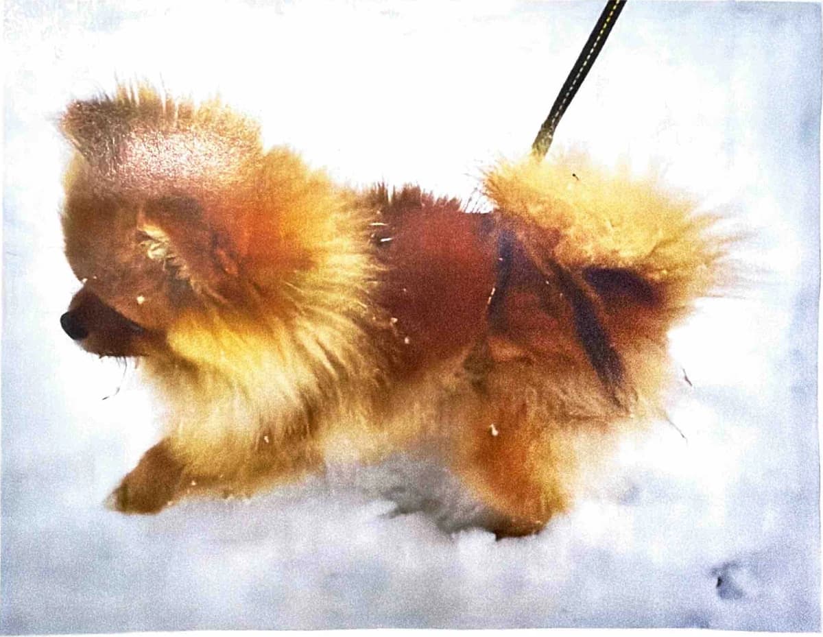 Grizzly stands side-on in the snow with his fluffy tail curled over his back and his lead extending upward.