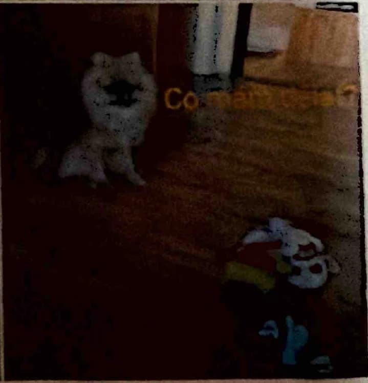 Grizzly stands between the kitchen doorway and his toys. The printed caption is faint in the scan.