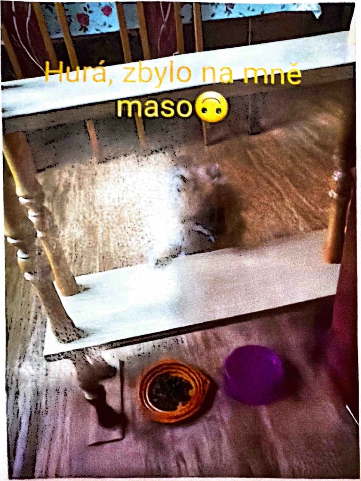 Grizzly sits beneath a wooden chair, with his food and water bowls in front.