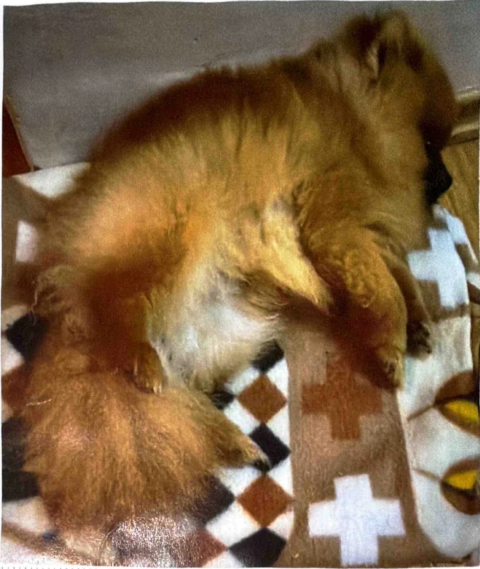 Grizzly sleeps curled on a patterned blanket, his fluffy tail resting near his face.